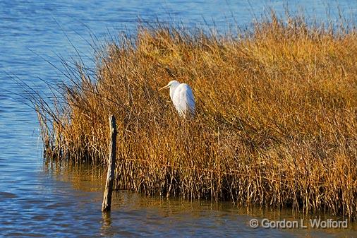 Egret On A Marsh Hammock_30781.jpg - Great Egret (Ardea alba) photographed along the Gulf coast near Port Lavaca, Texas, USA.